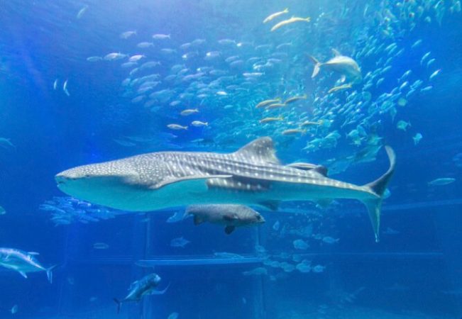 海遊館のジンベエザメの画像