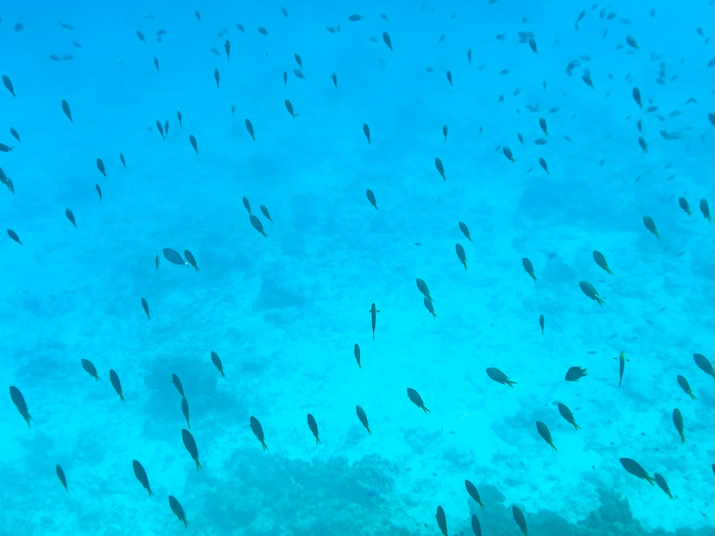 水納島の透明な海中で群れを成して泳ぐ多数の小さな熱帯魚