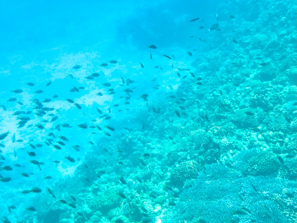 水納島のサンゴ礁の斜面に集まる熱帯魚の群れと色鮮やかな珊瑚