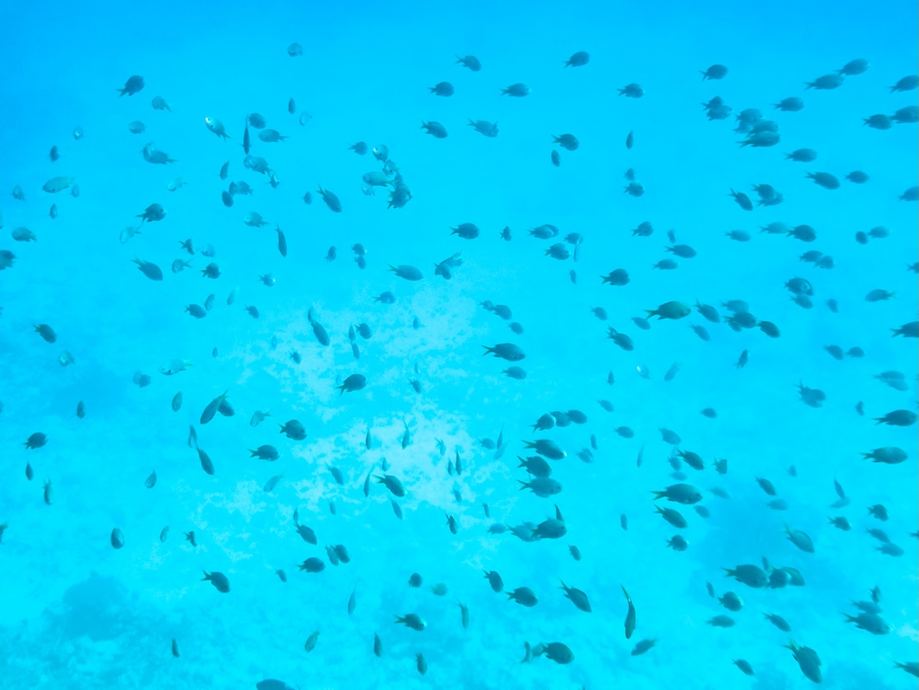水納島の水中で珊瑚礁の上を泳ぐスズメダイの大きな群れ
