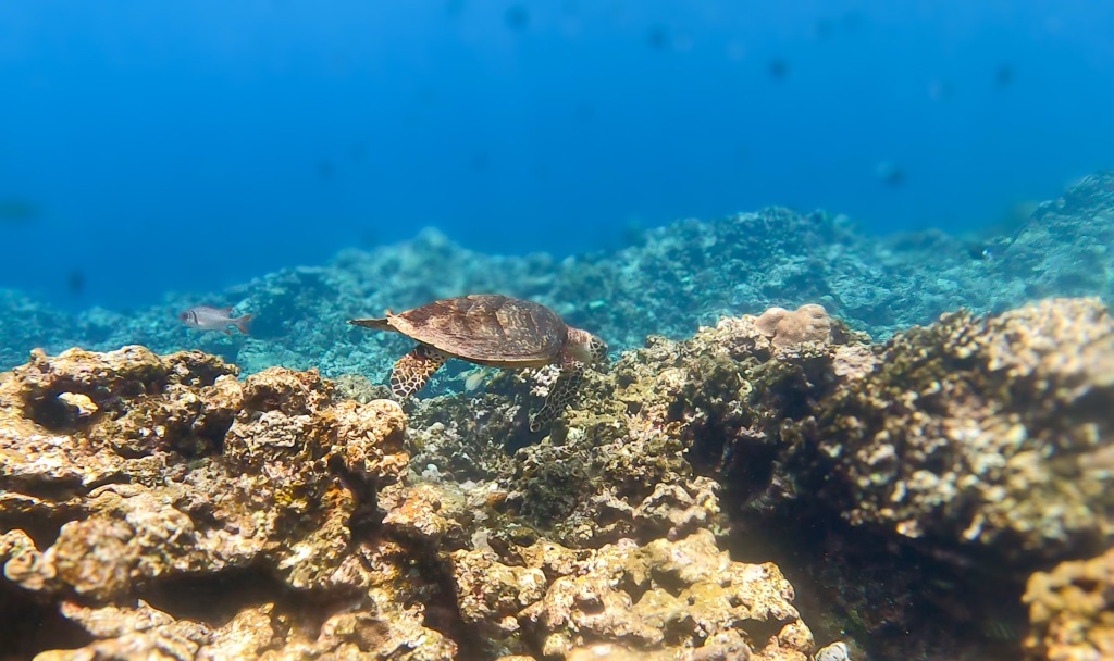 宮古島のサンゴ礁を泳ぐウミガメ シュノーケリングスポット