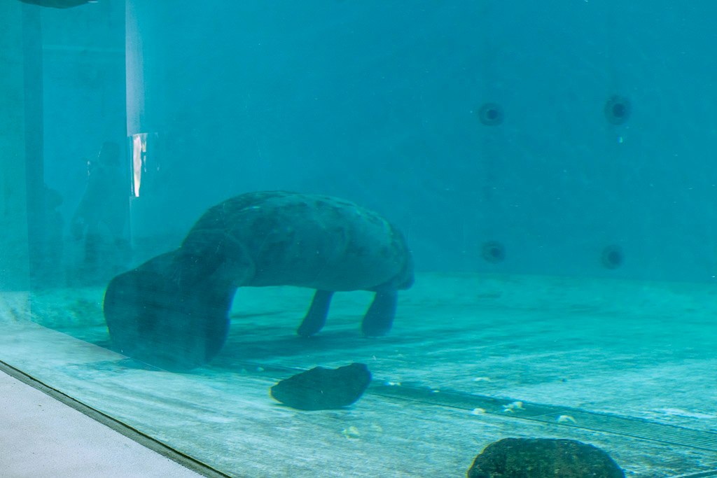マナティー館の水中観覧窓の前を泳ぐマナティーと餌のキャベツ
