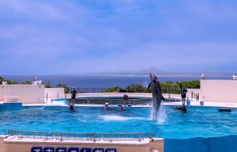 沖縄美ら海の海洋博公園、イルカショーの様子