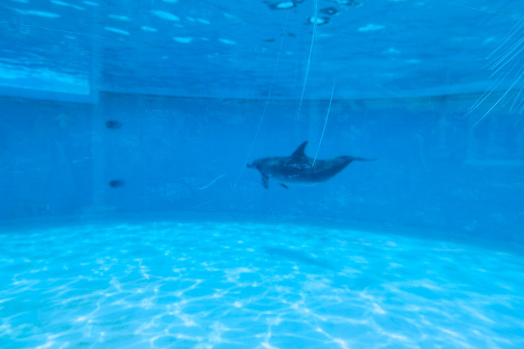 水中観覧窓に近づいてきたイルカのクローズアップ