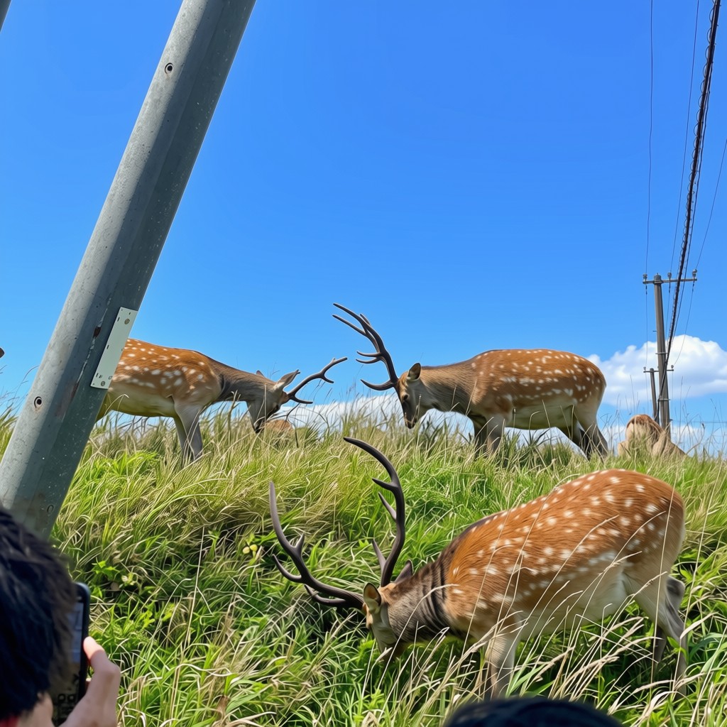野付半島のエゾシカの群れ — 7月ラムサール条約湿地の草原に佇む野生動物