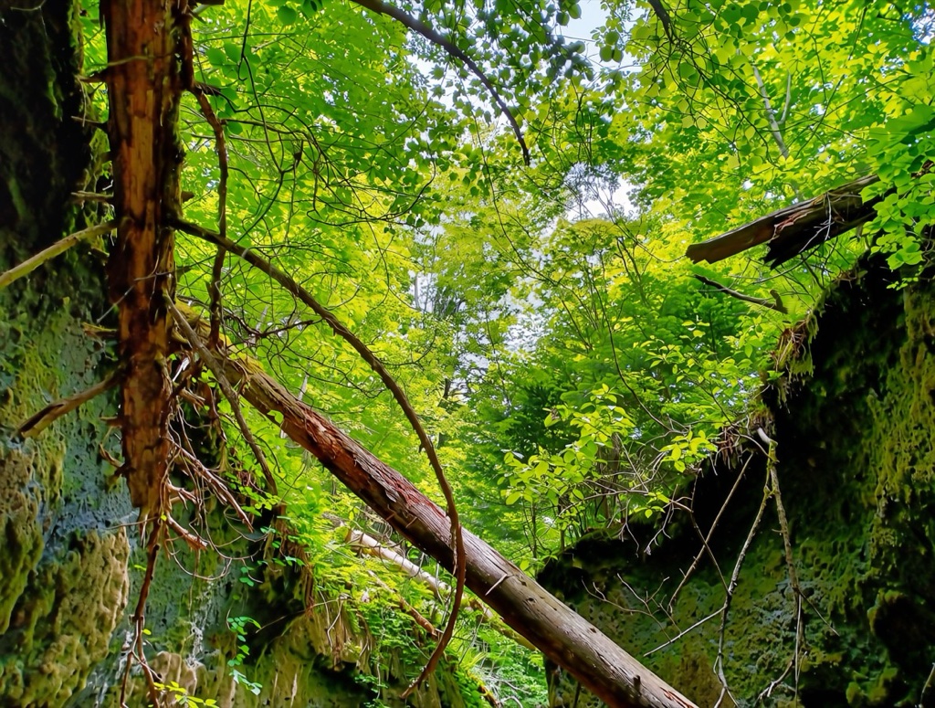 苔の回廊 — 岩壁一面に苔むした神秘的な峡谷