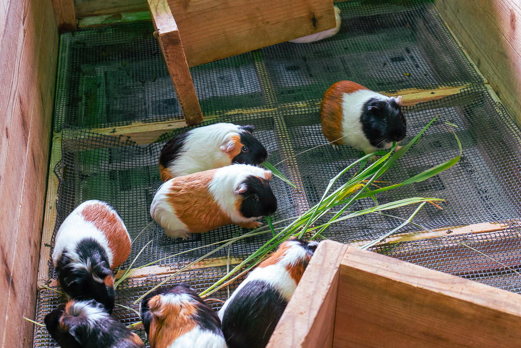 ふれあい広場で青草を食べる複数のモルモット