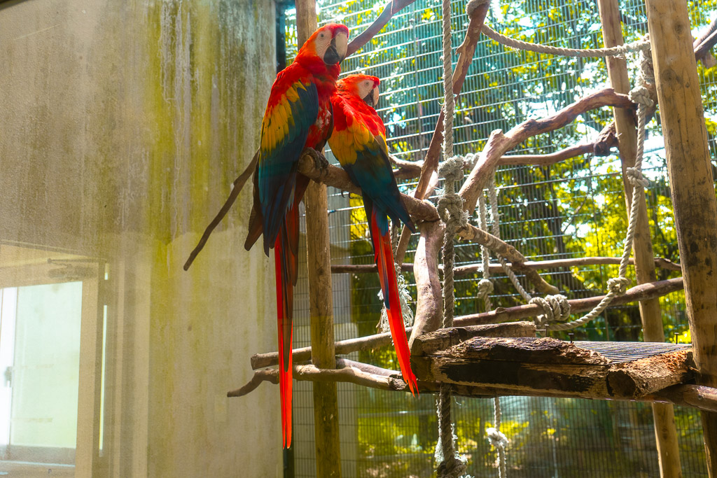南米ゾーンの色鮮やかなコンゴウインコ(アカコンゴウインコ)