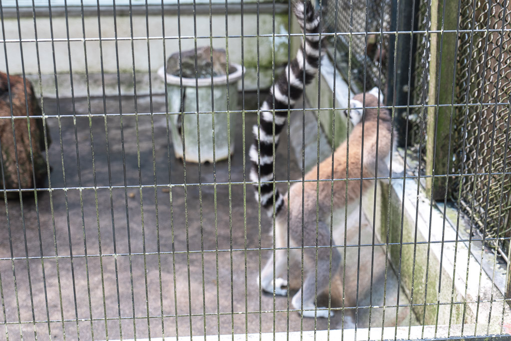 マダガスカルゾーンのワオキツネザル、白黒縞の尻尾が特徴