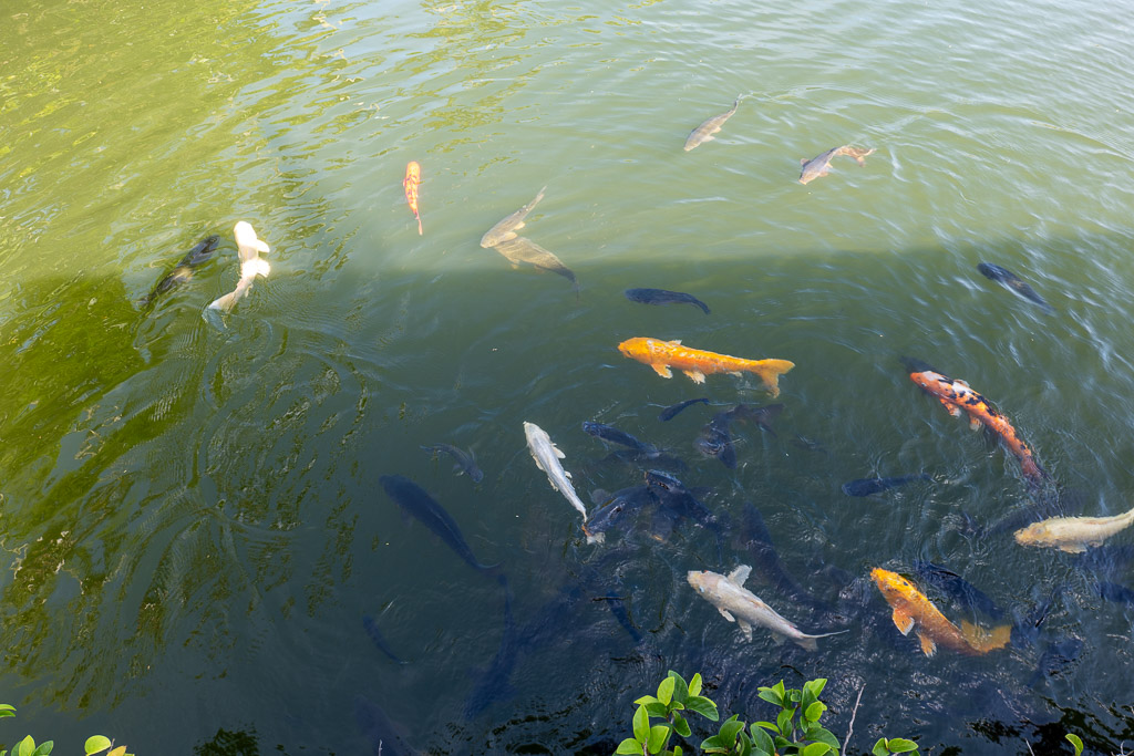 東南植物楽園の池でひしめく色とりどりのニシキゴイ