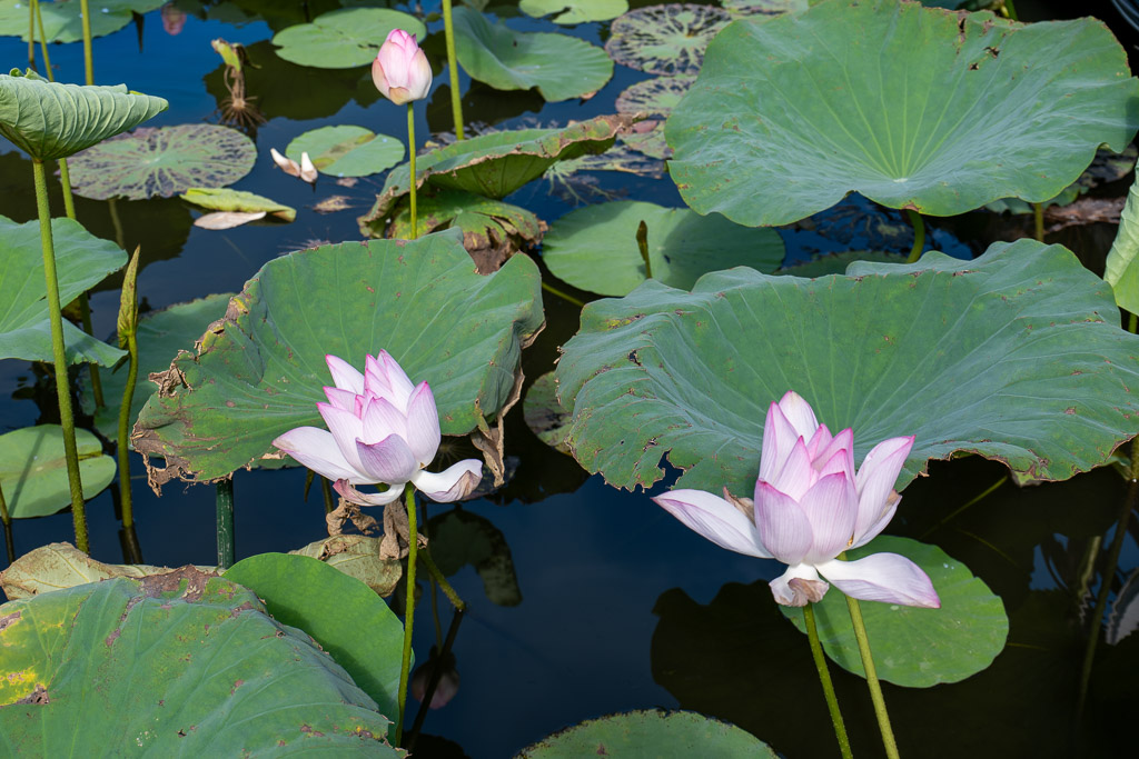 夏の東南植物楽園で咲くピンクの蓮の花と大きな蓮の葉