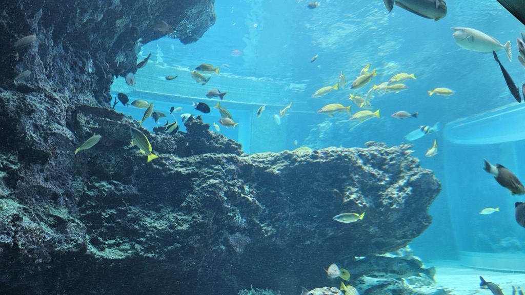 美ら海水族館 熱帯魚の海 岩礁とアクリルトンネル越しに泳ぐ黄色や青の色鮮やかな魚群
