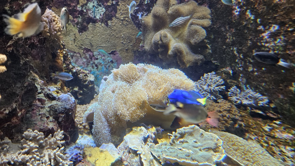 美ら海水族館サンゴの海 イソギンチャクとサンゴ 熱帯魚の群れが泳ぐ色彩豊かな水槽