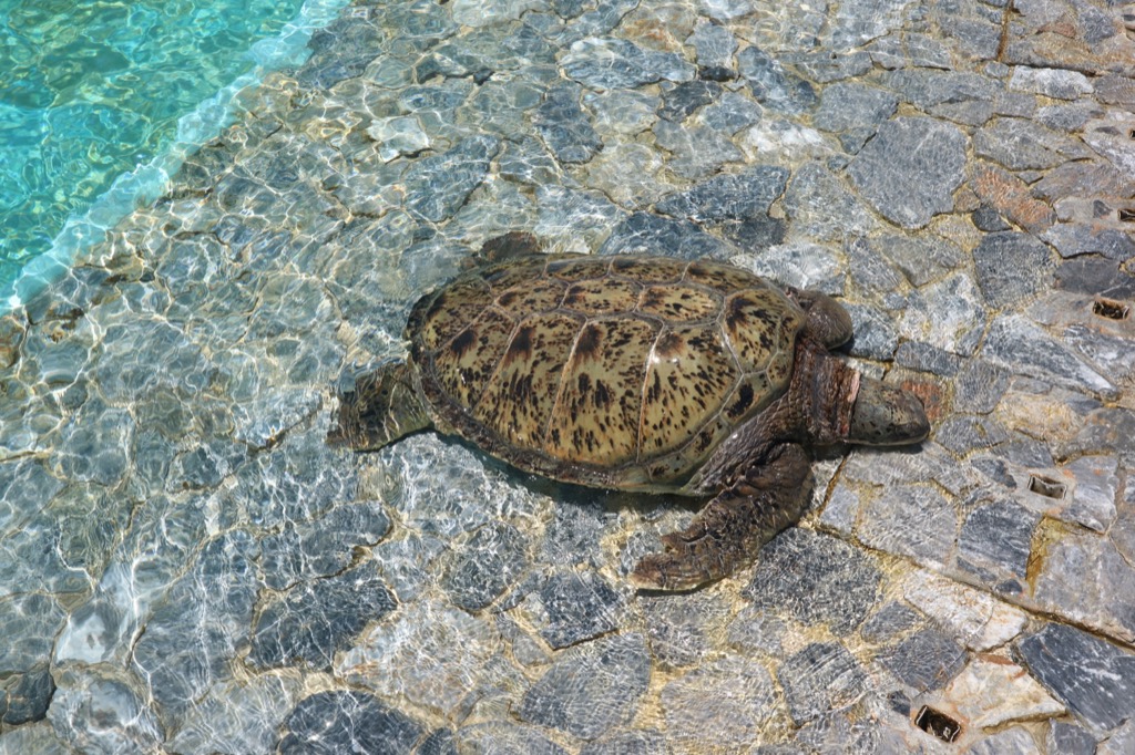 海洋博公園ウミガメ館 水辺で甲羅を干すアオウミガメ 石畳の縁にたたずむ静かな一枚
