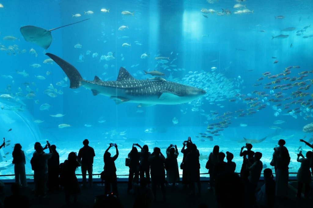 美ら海水族館 黒潮の海の大水槽 巨大なアクリルパネル越しに悠然と泳ぐジンベエザメと観客のシルエット