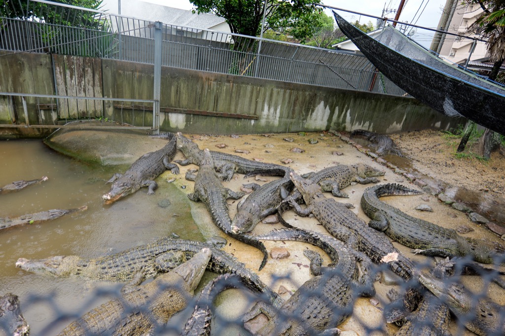 鬼山地獄で温泉熱により飼育されるワニ