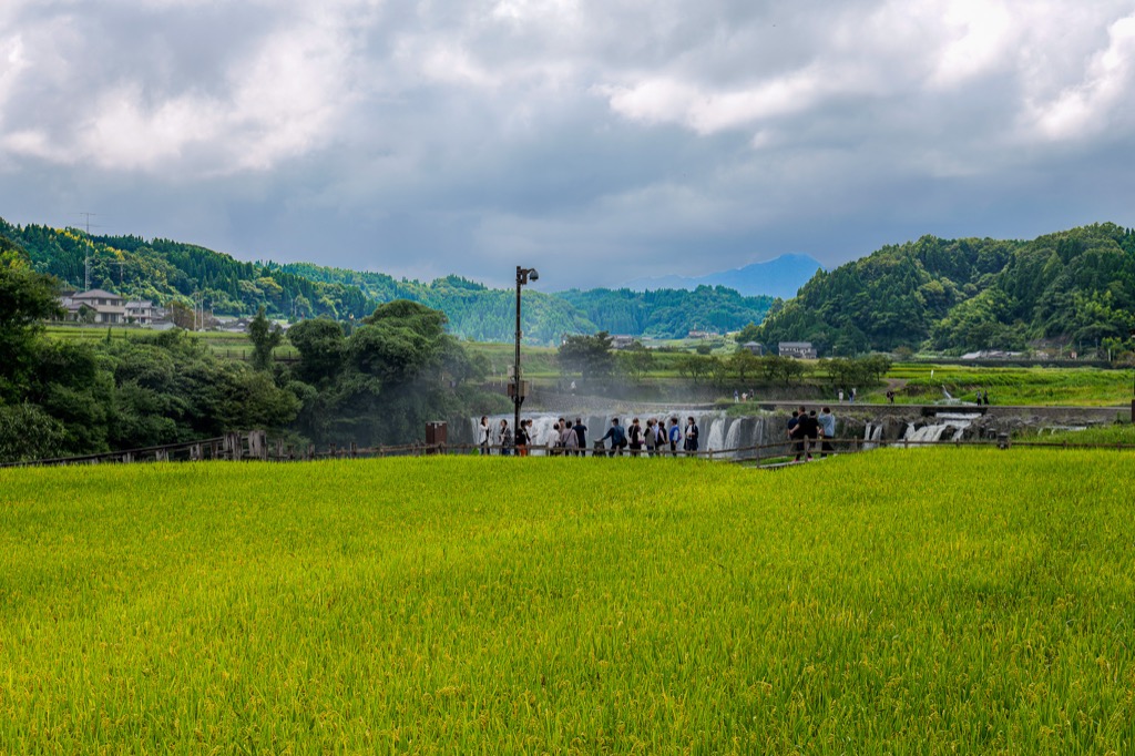 田んぼの向こうに現れる原尻の滝の遠景