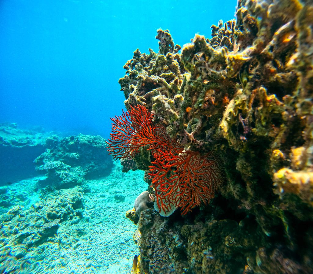 沖縄の海中に広がるサンゴと赤いイソバナ、透明度の高い青い海