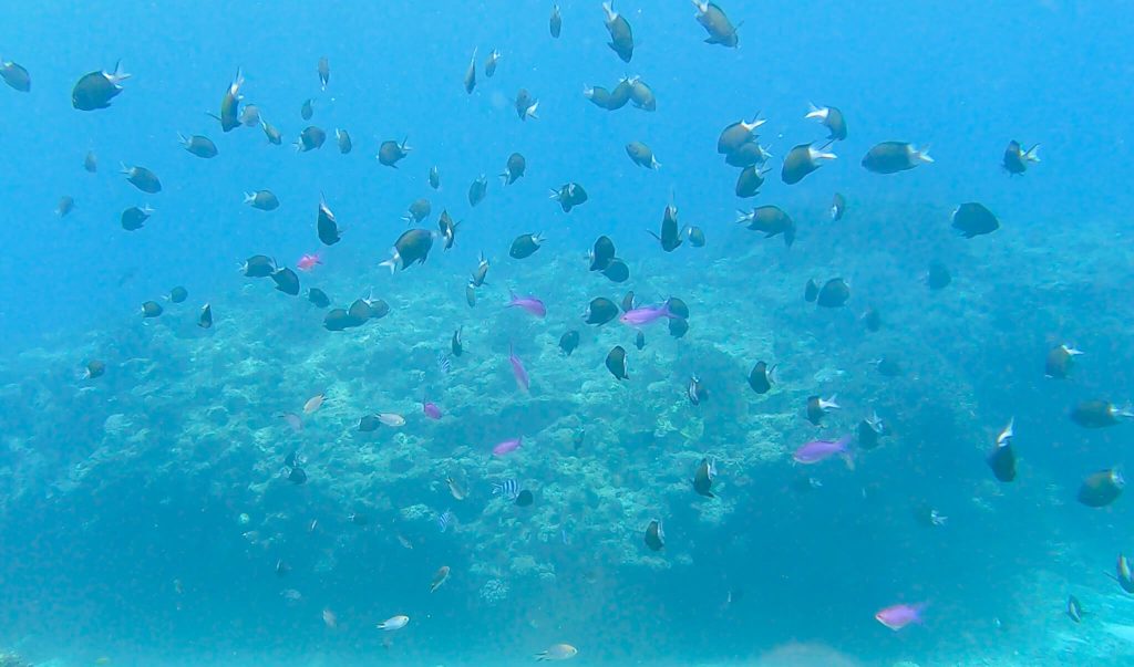 久米島の海に群れる無数の熱帯魚とサンゴ礁
