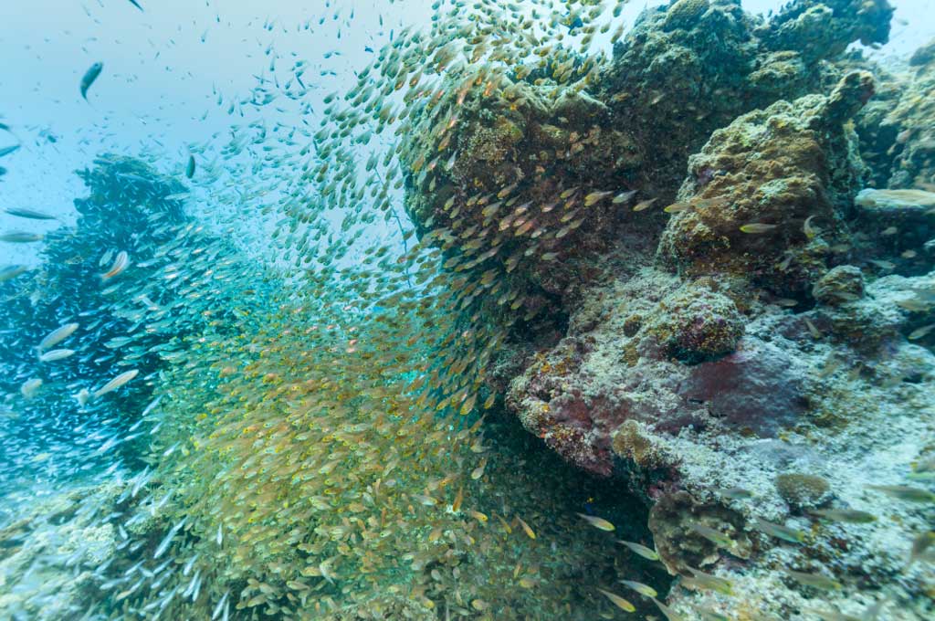 石垣島のサンゴ礁と熱帯魚の群れ — 9月の川平石崎マンタスクランブルは年間最高のシーズン
