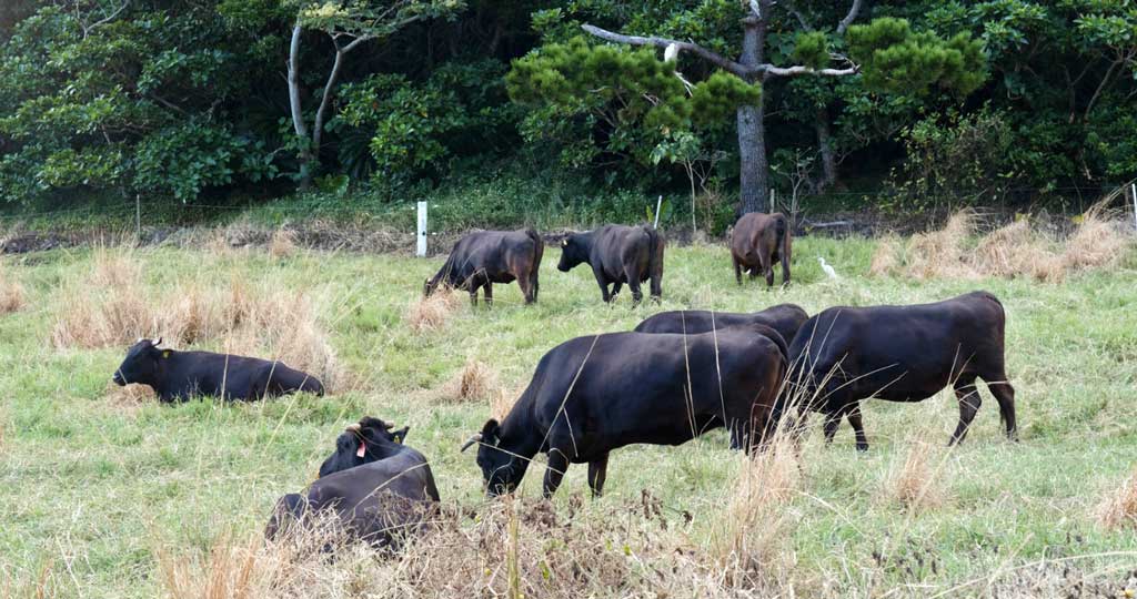 石垣島の牧場と石垣牛 — 松阪牛・神戸牛と並ぶ日本三大和牛の一つ