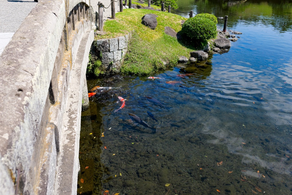 石橋のそばの澄んだ池を泳ぐ鯉