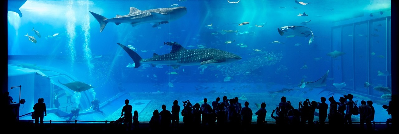 Whale shark swimming in a giant tank at an Okinawa aquarium